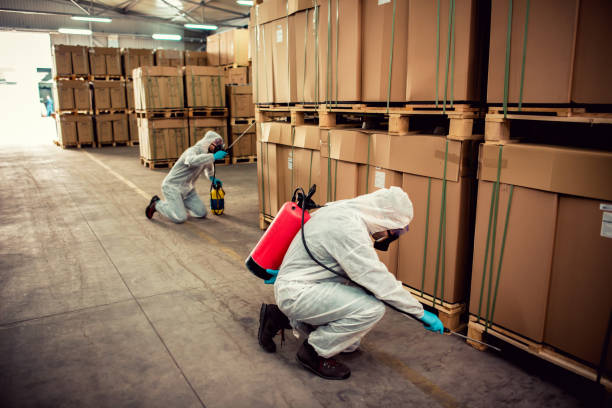Best Flea Control Services  in Dequincy, LA