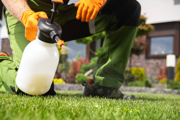 Best Local Pest Control Services  in Dequincy, LA
