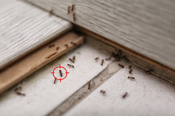 Best Cockroach Control Services  in Dequincy, LA