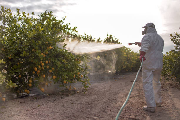 Best Pest Removal Services  in Dequincy, LA