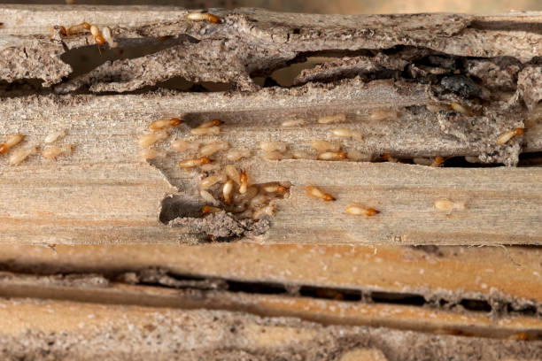 Best Best Pest Control Companies  in Dequincy, LA